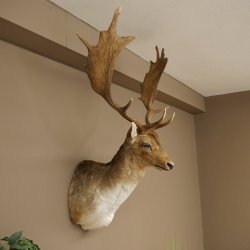 Damhert (Dama dama) Kop Schouder Preparatie Hoogte 114 cm Hertenhoofd Trofee #37