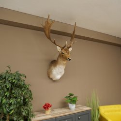 Damhert (Dama dama) Kop Schouder Preparatie Hoogte 114 cm Hertenhoofd Trofee #37
