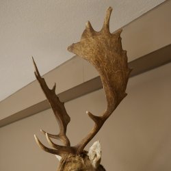 Damhert (Dama dama) Kop Schouder Preparatie Hoogte 114 cm Hertenhoofd Trofee #37