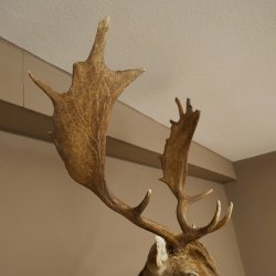 Damhert (Dama dama) Kop Schouder Preparatie Hoogte 114 cm Hertenhoofd Trofee #37
