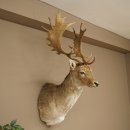 Fallow deer (Dama dama) Head and shoulders mount Height...