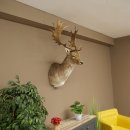 Damhert (Dama dama) Kop Schouder Preparatie Hoogte 114 cm Hertenhoofd Trofee #37