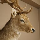 Damhert (Dama dama) Kop Schouder Preparatie Hoogte 114 cm Hertenhoofd Trofee #37