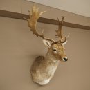 Damhert (Dama dama) Kop Schouder Preparatie Hoogte 114 cm Hertenhoofd Trofee #37
