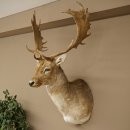 Damhert (Dama dama) Kop Schouder Preparatie Hoogte 114 cm Hertenhoofd Trofee #37