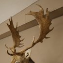 Damhert (Dama dama) Kop Schouder Preparatie Hoogte 114 cm Hertenhoofd Trofee #37