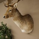Damhert (Dama dama) Kop Schouder Preparatie Hoogte 114 cm Hertenhoofd Trofee #37