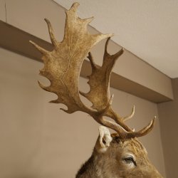 Damhert (Dama dama) Kop Schouder Preparatie Hoogte 114 cm Hertenhoofd Trofee #37