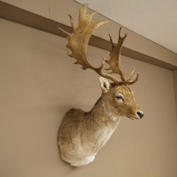 Damhert (Dama dama) Kop Schouder Preparatie Hoogte 114 cm Hertenhoofd Trofee #37
