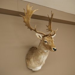 Damhert (Dama dama) Kop Schouder Preparatie Hoogte 114 cm Hertenhoofd Trofee #37