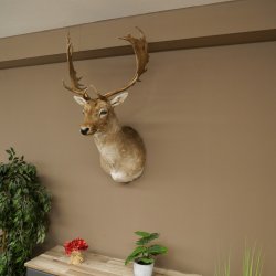 Damhert (Dama dama) Kop Schouder Preparatie Hoogte 114 cm Hertenhoofd Trofee #37