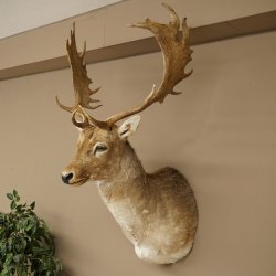 Damhert (Dama dama) Kop Schouder Preparatie Hoogte 114 cm Hertenhoofd Trofee #37