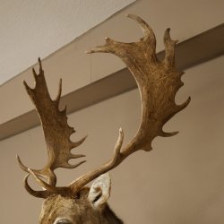 Damhert (Dama dama) Kop Schouder Preparatie Hoogte 114 cm Hertenhoofd Trofee #37