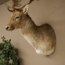 Damhert (Dama dama) Kop Schouder Preparatie Hoogte 114 cm Hertenhoofd Trofee #37
