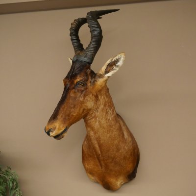 Antilope Hartebeest HL 51 cm con medaglia decorativa in bronzo Testa imbalsamata Antilope africana Africa