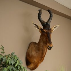 Antilope Hartebeest HL 51 cm con medaglia decorativa in bronzo Testa imbalsamata Antilope africana Africa