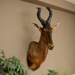 Antilope Hartebeest HL 51 cm con medaglia decorativa in bronzo Testa imbalsamata Antilope africana Africa