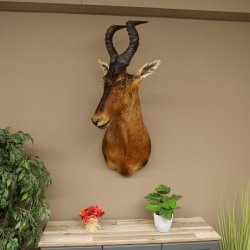 Antilope Hartebeest HL 51 cm con medaglia decorativa in bronzo Testa imbalsamata Antilope africana Africa