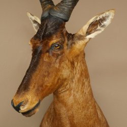 Antilope Hartebeest HL 51 cm con medaglia decorativa in bronzo Testa imbalsamata Antilope africana Africa
