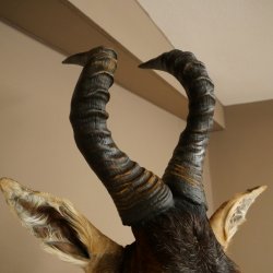 Antilope Hartebeest HL 51 cm con medaglia decorativa in bronzo Testa imbalsamata Antilope africana Africa