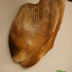 Antilope Hartebeest HL 51 cm con medaglia decorativa in bronzo Testa imbalsamata Antilope africana Africa