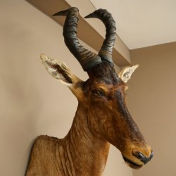 Antilope Hartebeest HL 51 cm con medaglia decorativa in bronzo Testa imbalsamata Antilope africana Africa