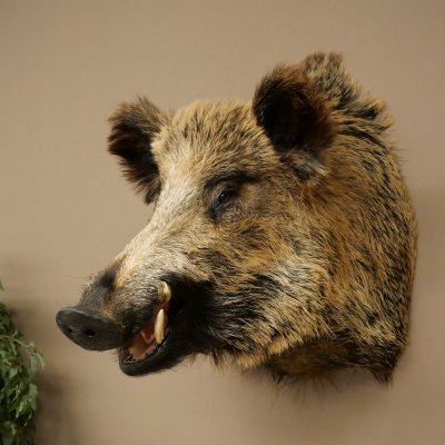 Cinghiale Maschio europeo Testa di cinghiale Altezza 72 cm Testa Animale imbalsamato Preparato Trofeo Scudo 34.1.73