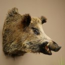 Cinghiale Maschio europeo Testa di cinghiale Altezza 72 cm Testa Animale imbalsamato Preparato Trofeo Scudo 34.1.73