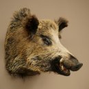 Cinghiale Maschio europeo Testa di cinghiale Altezza 72 cm Testa Animale imbalsamato Preparato Trofeo Scudo 34.1.73