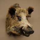 Cinghiale Maschio europeo Testa di cinghiale Altezza 72 cm Testa Animale imbalsamato Preparato Trofeo Scudo 34.1.73