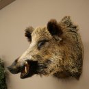 Cinghiale Maschio europeo Testa di cinghiale Altezza 72 cm Testa Animale imbalsamato Preparato Trofeo Scudo 34.1.73