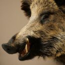 Cinghiale Maschio europeo Testa di cinghiale Altezza 72 cm Testa Animale imbalsamato Preparato Trofeo Scudo 34.1.73