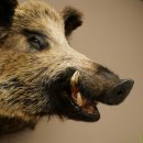 Cinghiale Maschio europeo Testa di cinghiale Altezza 72 cm Testa Animale imbalsamato Preparato Trofeo Scudo 34.1.73