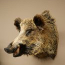 Cinghiale Maschio europeo Testa di cinghiale Altezza 72 cm Testa Animale imbalsamato Preparato Trofeo Scudo 34.1.73