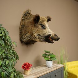 Cinghiale Maschio europeo Testa di cinghiale Altezza 72 cm Testa Animale imbalsamato Preparato Trofeo Scudo 34.1.73