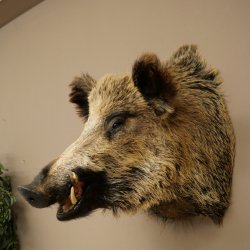 Cinghiale Maschio europeo Testa di cinghiale Altezza 72 cm Testa Animale imbalsamato Preparato Trofeo Scudo 34.1.73