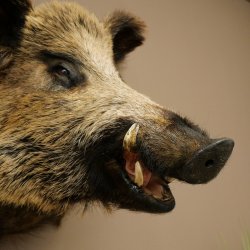 Cinghiale Maschio europeo Testa di cinghiale Altezza 72 cm Testa Animale imbalsamato Preparato Trofeo Scudo 34.1.73