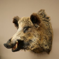 Cinghiale Maschio europeo Testa di cinghiale Altezza 72 cm Testa Animale imbalsamato Preparato Trofeo Scudo 34.1.73