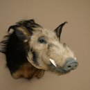 Cochon à oreilles en pince, cochon des rivières, Potamochoerus porcus, cochon, sanglier, tête, 95.11.20