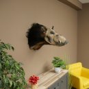 Cochon à oreilles en pince, cochon des rivières, Potamochoerus porcus, cochon, sanglier, tête, 95.11.20