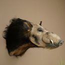 Cochon à oreilles en pince, cochon des rivières, Potamochoerus porcus, cochon, sanglier, tête, 95.11.20