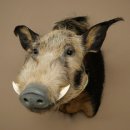 Cochon à oreilles en pince, cochon des rivières, Potamochoerus porcus, cochon, sanglier, tête, 95.11.20