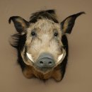 Cochon à oreilles en pince, cochon des rivières, Potamochoerus porcus, cochon, sanglier, tête, 95.11.20