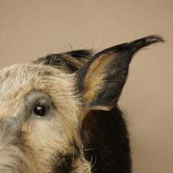 Cochon à oreilles en pince, cochon des rivières, Potamochoerus porcus, cochon, sanglier, tête, 95.11.20