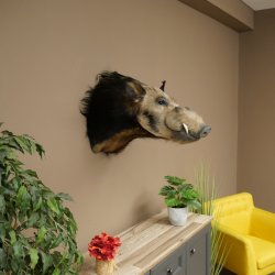 Cochon à oreilles en pince, cochon des rivières, Potamochoerus porcus, cochon, sanglier, tête, 95.11.20