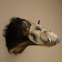 Cochon à oreilles en pince, cochon des rivières, Potamochoerus porcus, cochon, sanglier, tête, 95.11.20