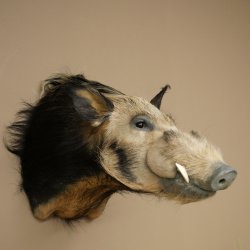 Cochon à oreilles en pince, cochon des rivières, Potamochoerus porcus, cochon, sanglier, tête, 95.11.20