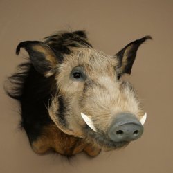 Cochon à oreilles en pince, cochon des rivières, Potamochoerus porcus, cochon, sanglier, tête, 95.11.20