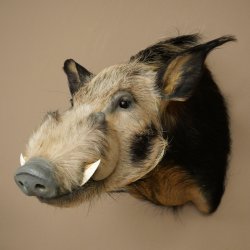Cochon à oreilles en pince, cochon des rivières, Potamochoerus porcus, cochon, sanglier, tête, 95.11.20