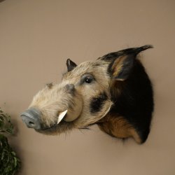 Cochon à oreilles en pince, cochon des rivières, Potamochoerus porcus, cochon, sanglier, tête, 95.11.20